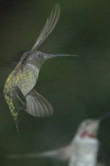 Hummingbird