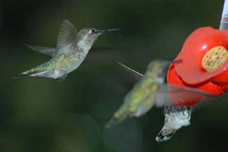 Hummingbird