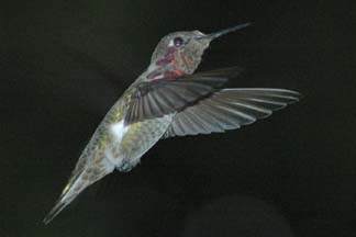 Hummingbird