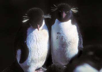 Rockhopper Penguin