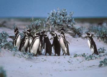 Magellanic Penguins