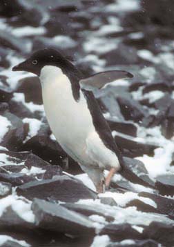 Adelie Penguin on Paulet Island 