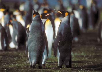 King Penguins at Volunteer Point