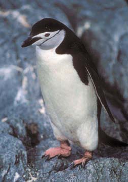 Chinstrap Penguin at Cape Lookout 