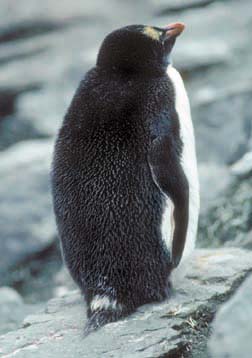 Macaroni Penguin at Cape Lookout 