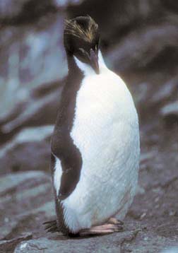 Macaroni Penguin at Cape Lookout 