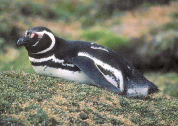 Magellanic Penguin on Carcass Island